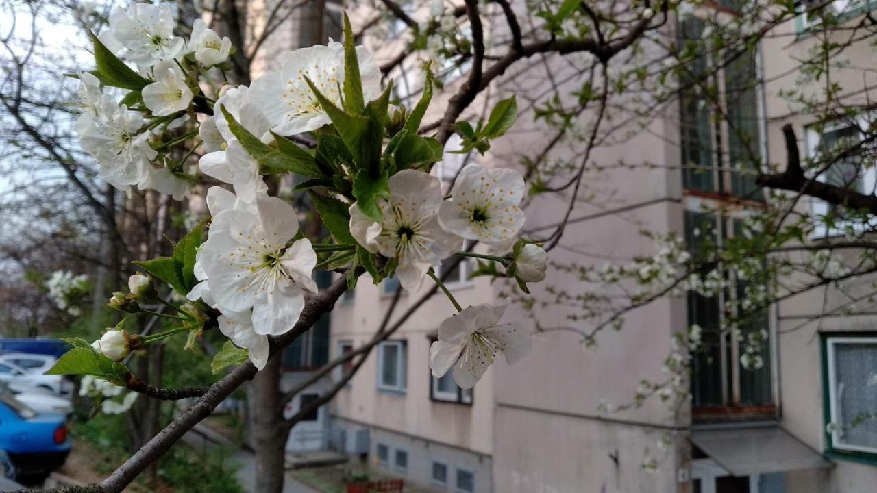 Gesztenyes Apartman ミシュコルツ エクステリア 写真