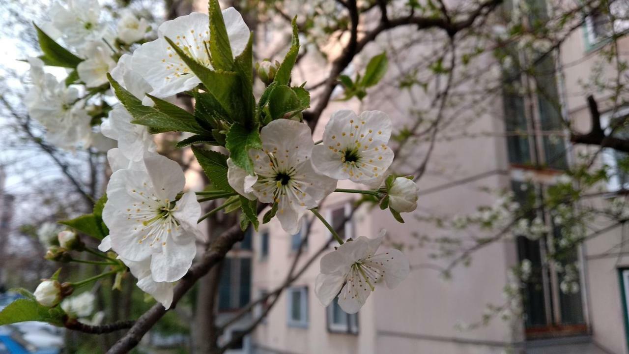 Gesztenyes Apartman ミシュコルツ エクステリア 写真